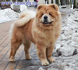 chow-chow ALNAIR SHAININ STAR