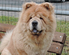 chow chow ALNAIR SHAININ STAR