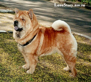 smooth chow-chow Magri