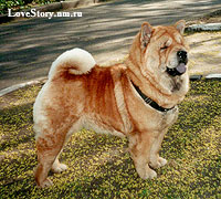smooth chow-chow Magri