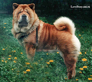 smooth chow-chow Bonni Smoothland