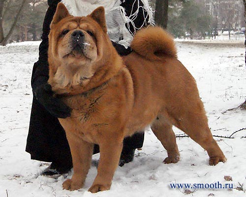 CHOW-CHOW SMOOTH Kennel LOVE STORY