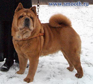 chow-chow LAV STORY BORDZHIA SMOOTH BESTSELLER