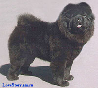 chow-chow Juseidzh