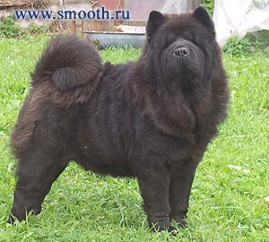 Smooth chow-chow Dragocennaya Moya Algambra