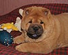 maximize chow-chow