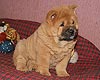 maximize chow-chow