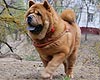 maximize chow-chow