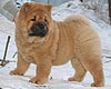 maximize chow-chow