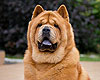 maximize chow-chow