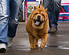 maximize chow-chow