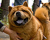 maximize chow-chow