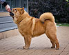 maximize chow-chow