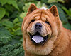 chow-chow