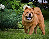 chow-chow