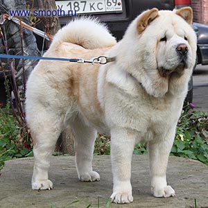 chow-chow Antanata Fidgy D'Lya Mur