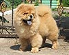 maximize chow-chow puppy