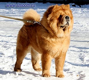 chow-chow Legenda Kitaya Faer Stalker