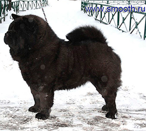 chow-chow MARGOSHA