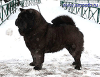 chow chow Margosha