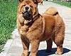 chow-chow