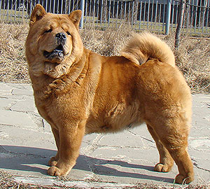 chow-chow smooth Lav Story Normandia