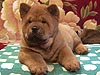 chow-chow