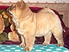 chow-chow