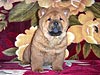 chow-chow