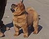 chow-chow