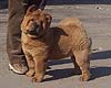 chow-chow