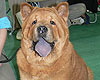 chow-chow