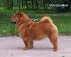 chow-chow