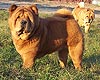 chow-chow