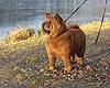 chow-chow