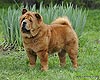 chow-chow