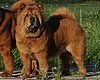 chow-chow