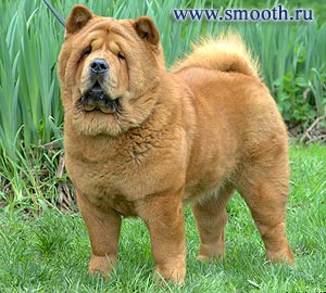 chow-chow LATIBUR I AM PROUD TO BE SMOOTH