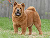 chow-chow