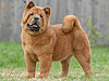 chow-chow