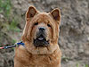 chow-chow