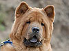 chow-chow