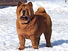 chow-chow