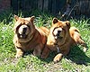 chow-chow