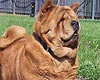 chow-chow