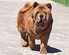 chow-chow