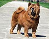 chow-chow