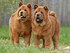 chow-chow