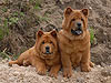 chow-chow