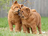 chow-chow